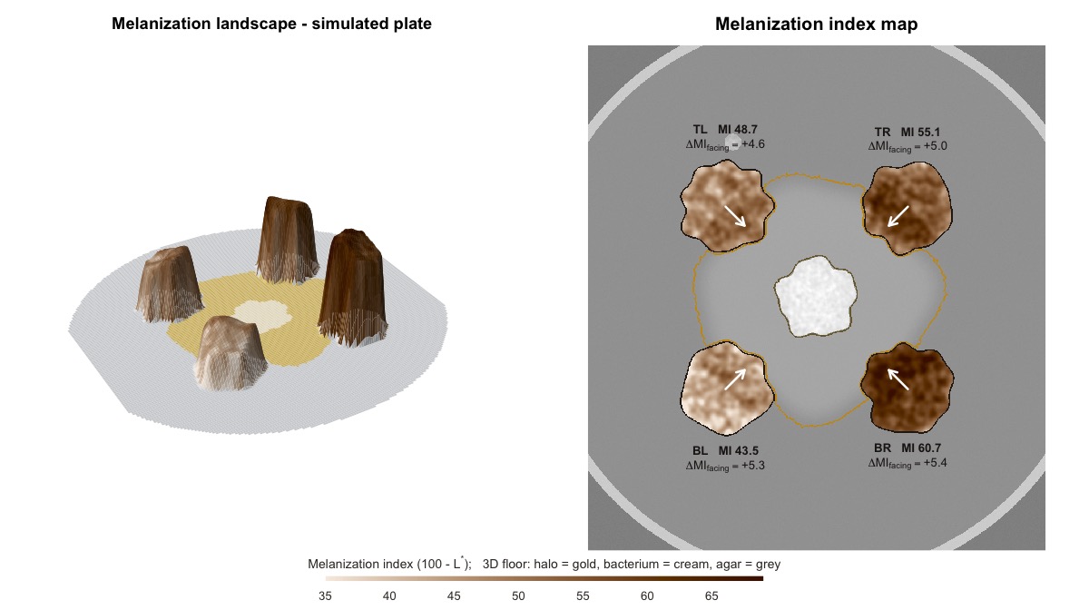 Melanization landscape of a simulated confrontation plate in which each colony is 5 L* units darker on the side facing the bacterium.