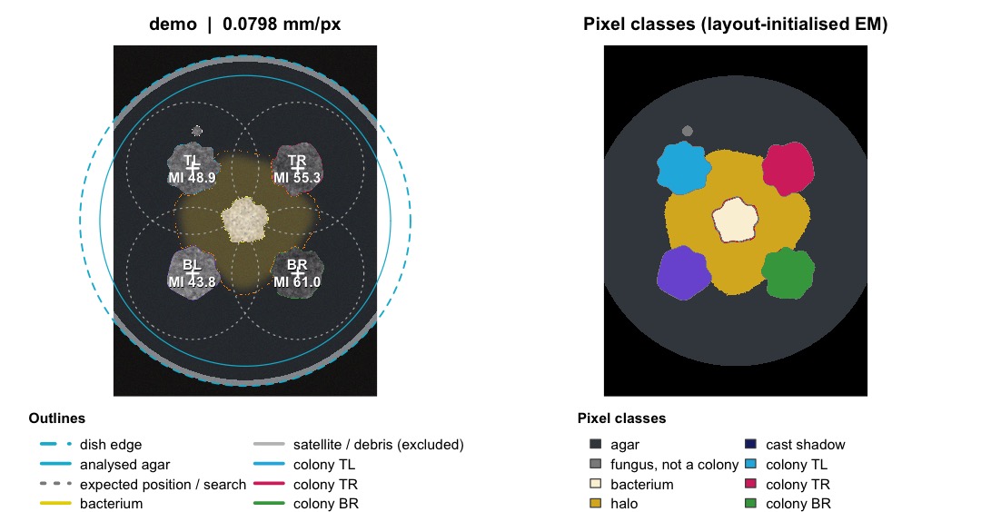 Quality-control figure. Left: detected dish (dashed), analysed agar disk (solid), expected inoculation points (+) with their search radius (dotted), colony outlines (one colour per colony), bacterium (yellow), halo (orange), satellites and debris (white). Right: pixel classes; each separated colony is filled with the same colour as its outline. Legends are below the panels.